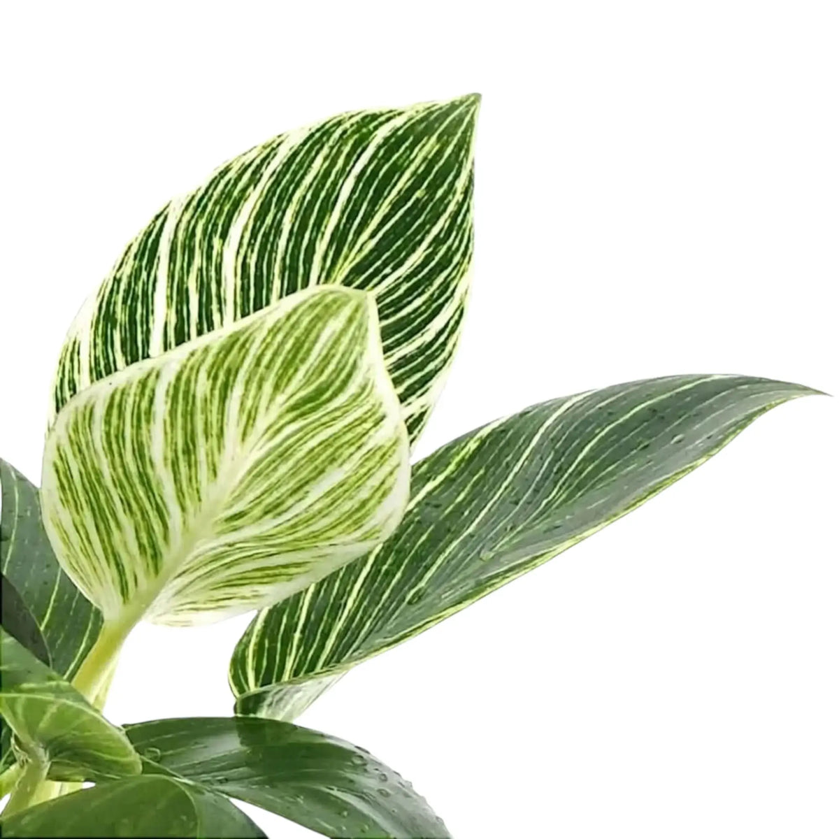 Philodendron ‘Birkin’ foliage close-up with pale leaves covered in fine green stripes among darker green leaves