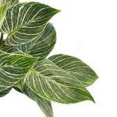 Philodendron ‘Birkin’ foliage close-up with overlapping dark green leaves and fine cream pinstripes