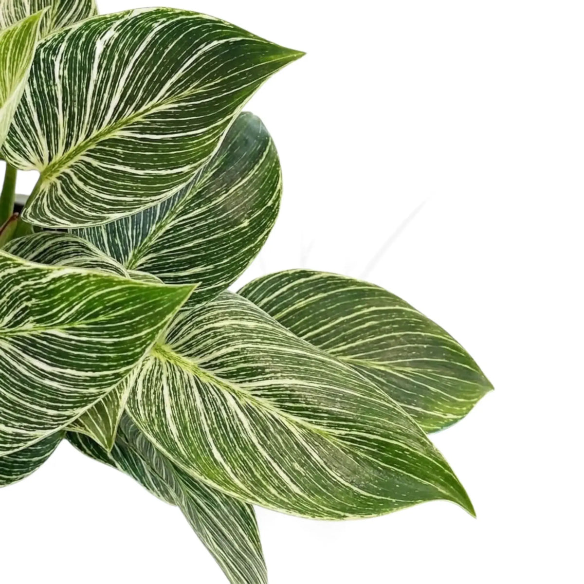 Philodendron ‘Birkin’ foliage close-up with overlapping dark green leaves and fine cream pinstripes