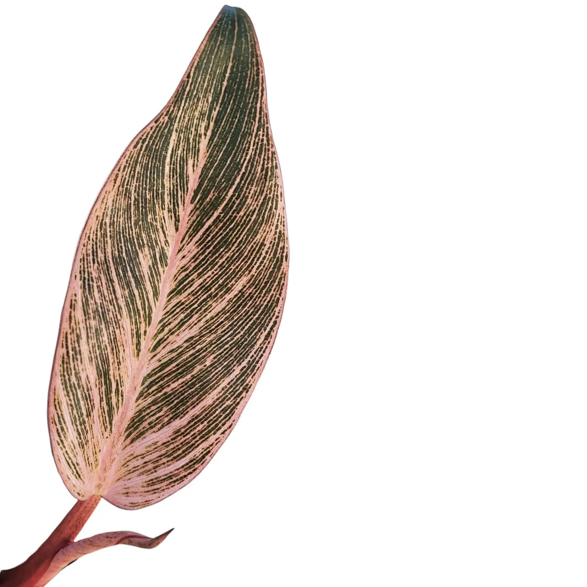 Philodendron 'Birkin Pink' – White Stripes with Blush Tones