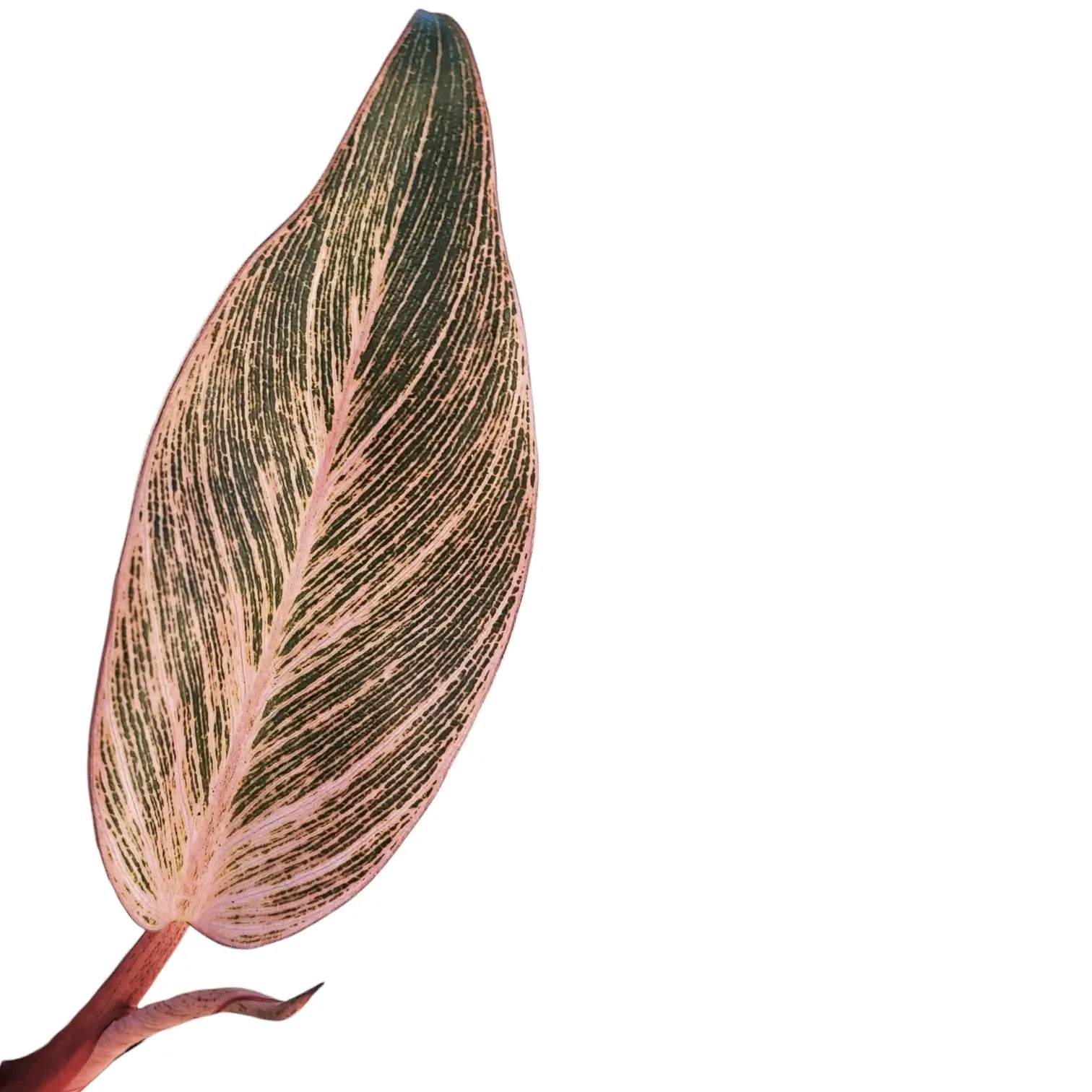 Nahaufnahme von Philodendron 'Birkin Pink' ('Pink Bikini') vor weißem Hintergrund.