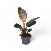 Philodendron 'Birkin Pink' ('Pink Bikini') – Zimmerpflanze im Kulturtopf auf weißem Hintergrund, Produktfoto 2.