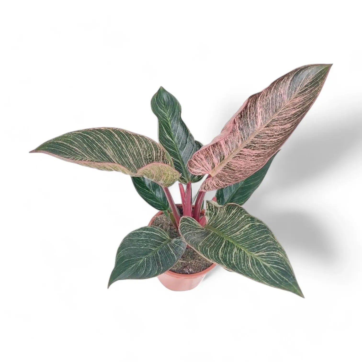 Philodendron 'Birkin Pink' ('Pink Bikini') – Zimmerpflanze im Kulturtopf auf weißem Hintergrund, Produktfoto 9.