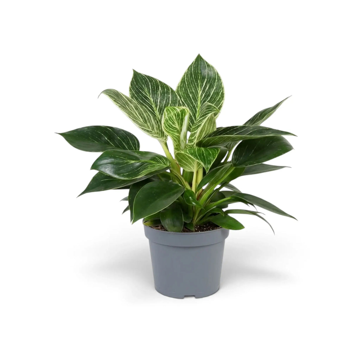 Philodendron ‘Birkin’ in a grey nursery pot with green outer leaves and striped leaves at the centre