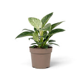 Philodendron ‘Birkin’ in a taupe nursery pot with pale striped upper leaves and dark green outer foliage