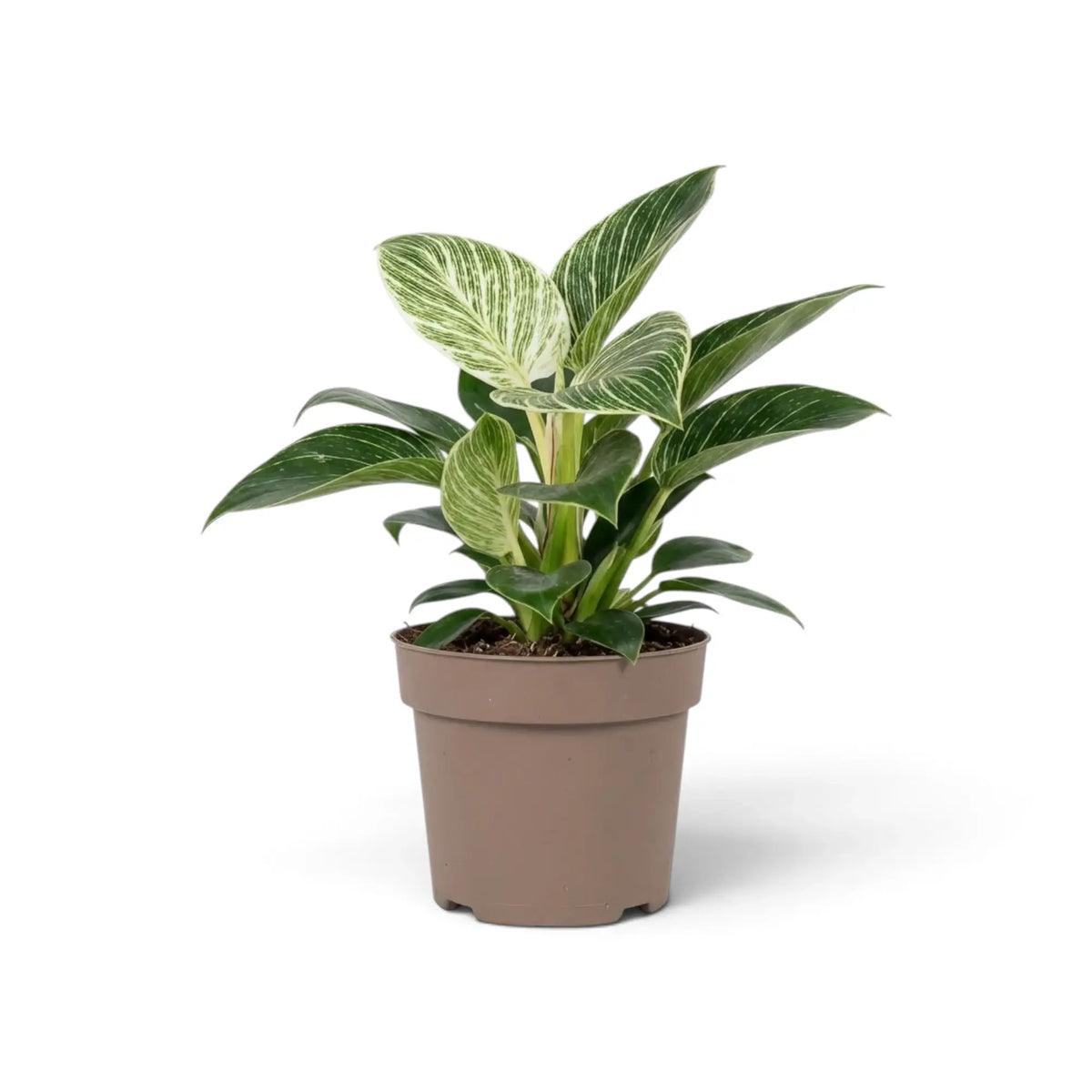 Philodendron ‘Birkin’ in a taupe nursery pot with pale striped upper leaves and dark green outer foliage