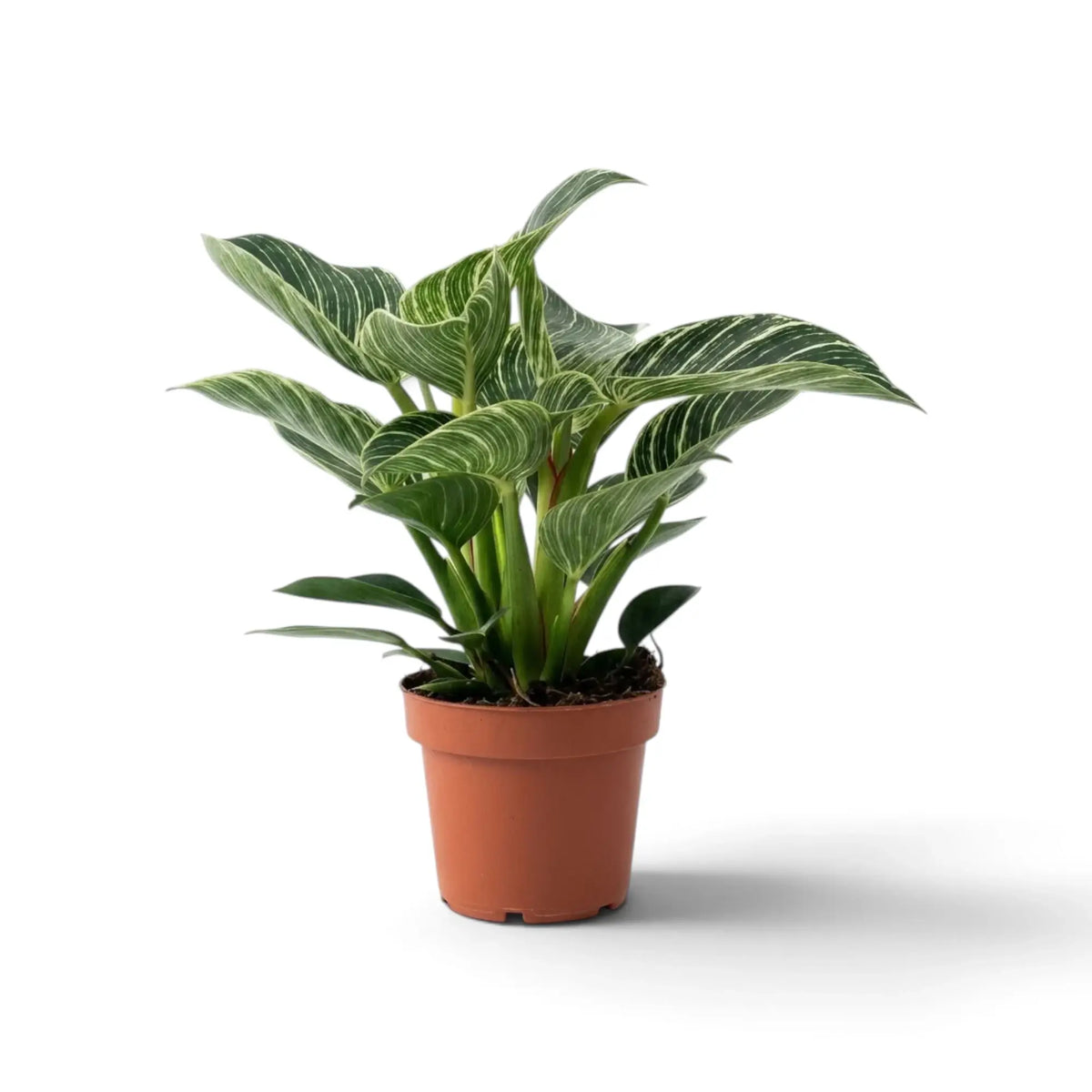 Philodendron ‘Birkin’ in an orange nursery pot with upright green leaves covered in fine pale stripes