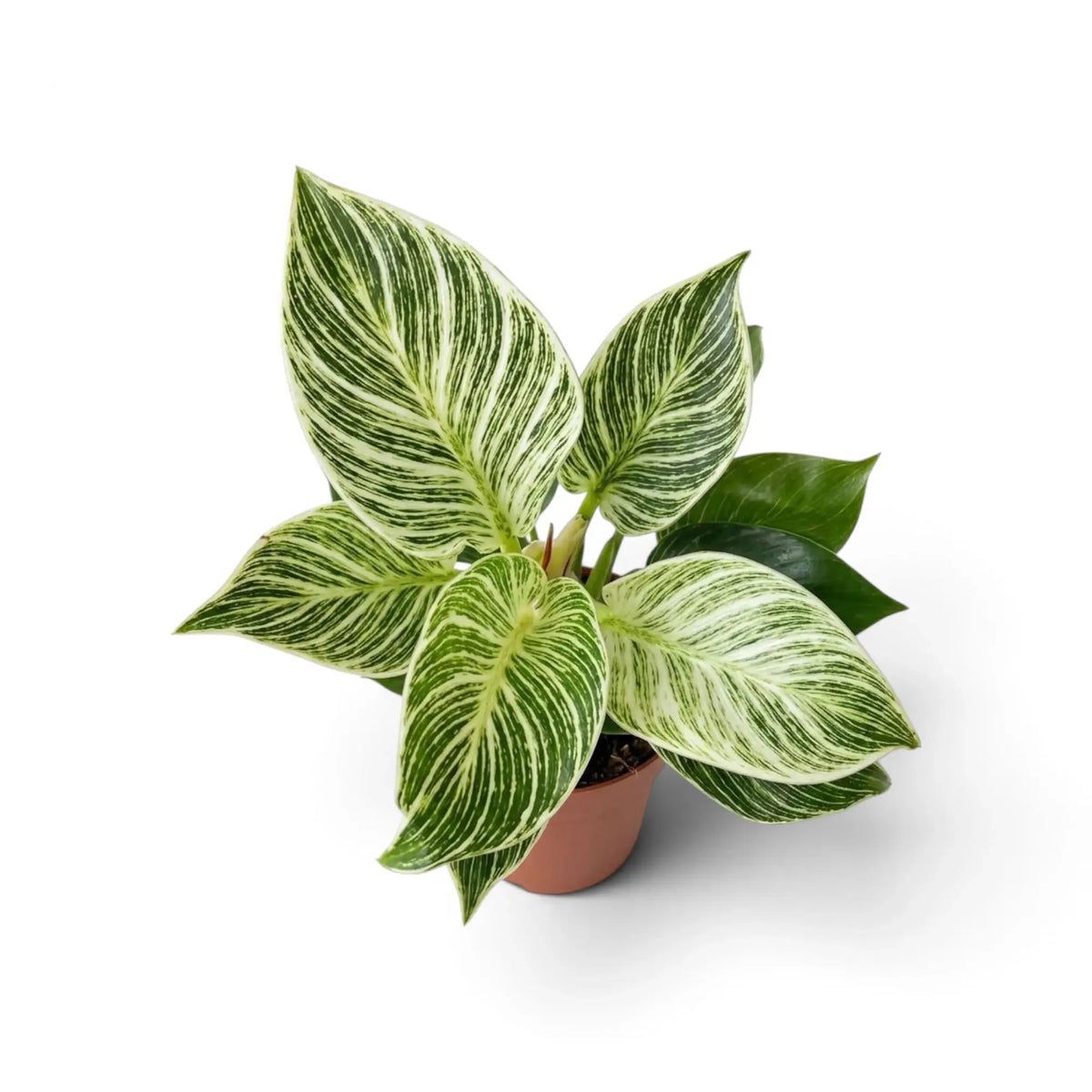 Philodendron ‘Birkin’ viewed from above with broad pale leaves and dense green pinstripes