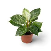 Philodendron ‘Birkin’ in an orange nursery pot with green leaves marked by fine cream pinstripes