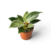 Philodendron ‘Birkin’ in an orange nursery pot viewed from above, with pale striped central leaves