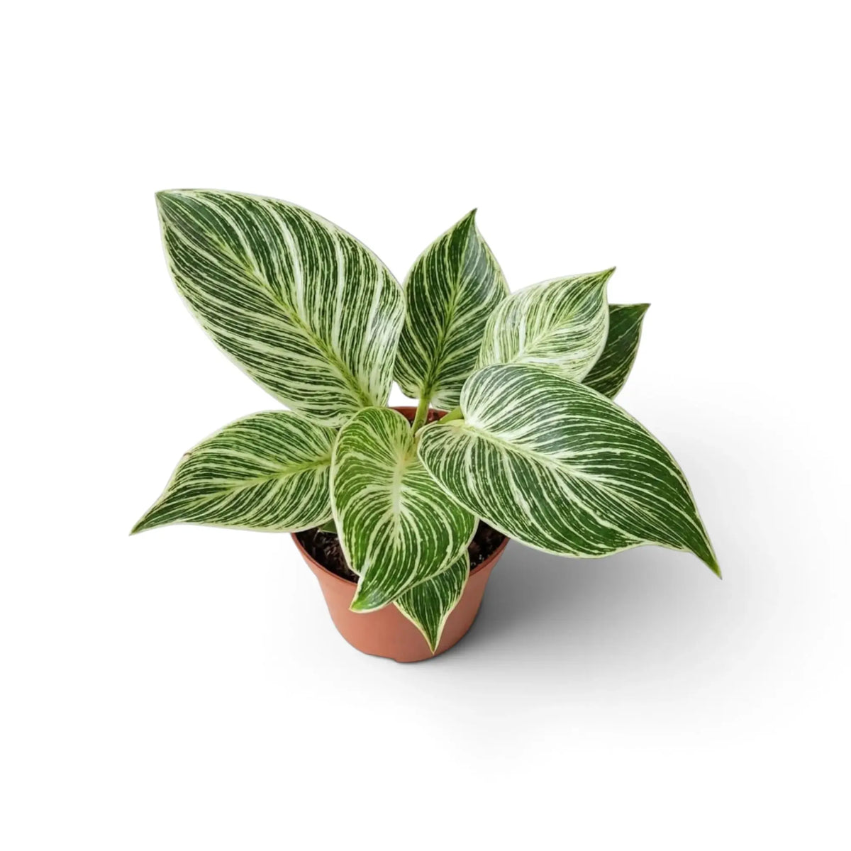 Philodendron ‘Birkin’ viewed from above in an orange nursery pot with broad green leaves marked by dense cream pinstripes