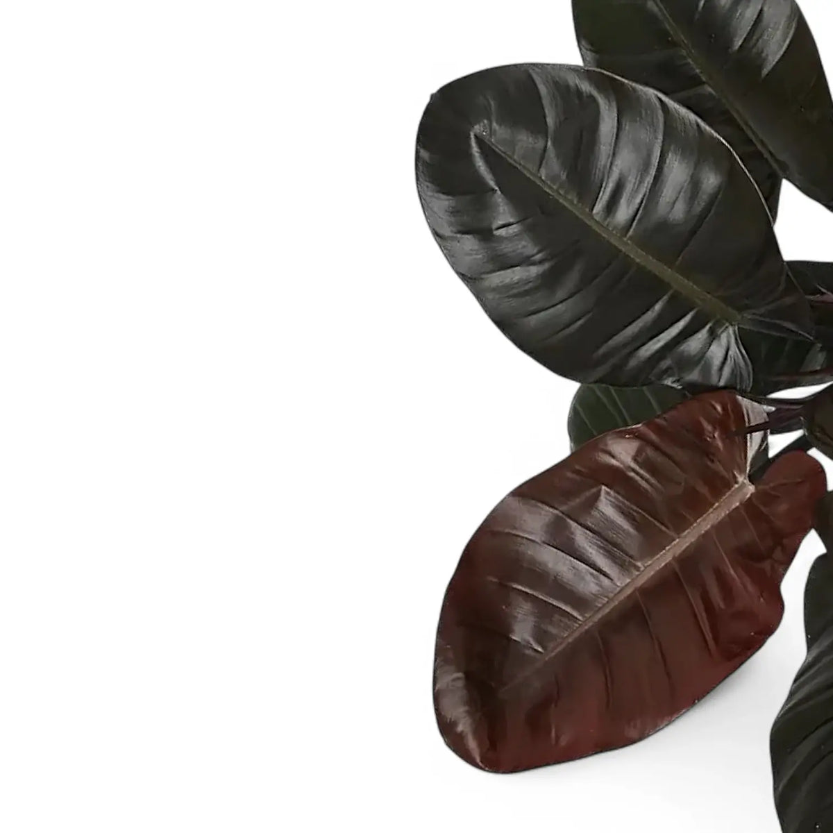 philodendron lemon Philodendron hederaceum 'Lemon Lime'