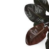 Philodendron 'Black Cardinal' leaf detail on white background.