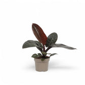 Philodendron 'Black Cardinal' potted plant in nursery pot on white background.