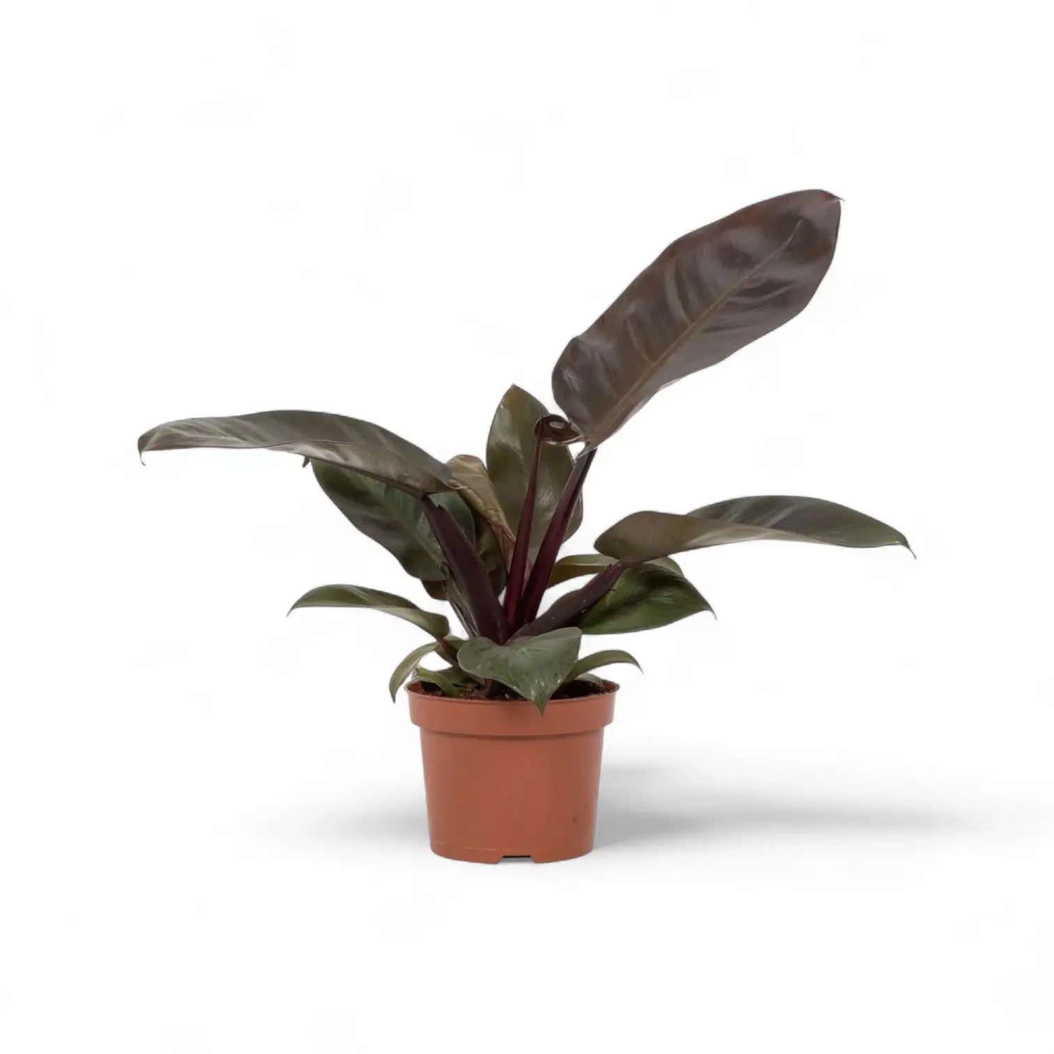 Philodendron 'Black Cardinal' potted plant in nursery pot on white background.