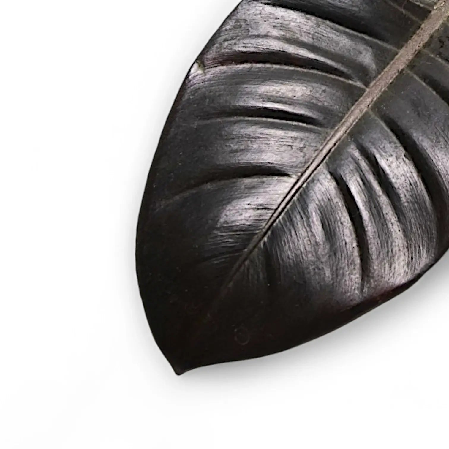 Philodendron 'Black Cardinal' potted plant in nursery pot on white background.