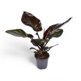 Philodendron 'Black Cardinal' potted plant in nursery pot on white background.