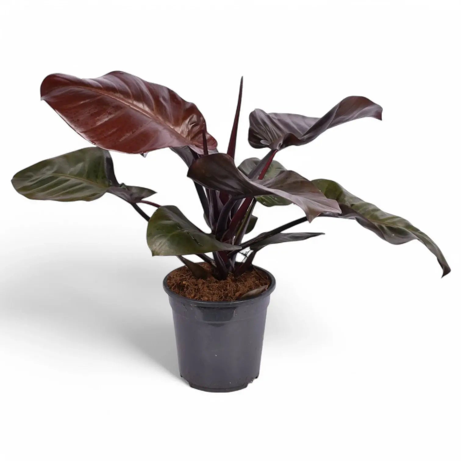 Philodendron 'Black Cardinal' potted plant in nursery pot on white background.