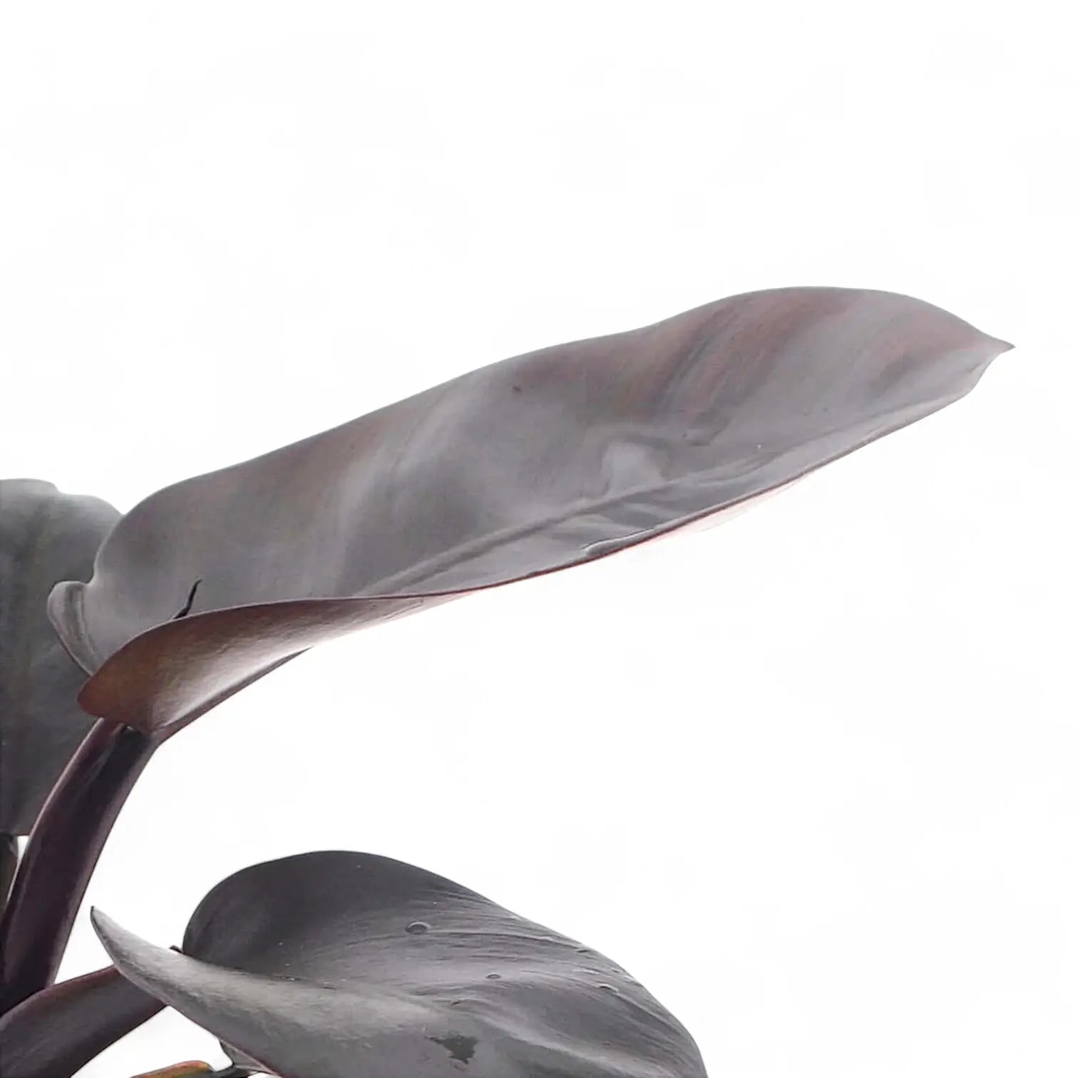 Philodendron 'Black Cardinal' potted plant in nursery pot on white background.