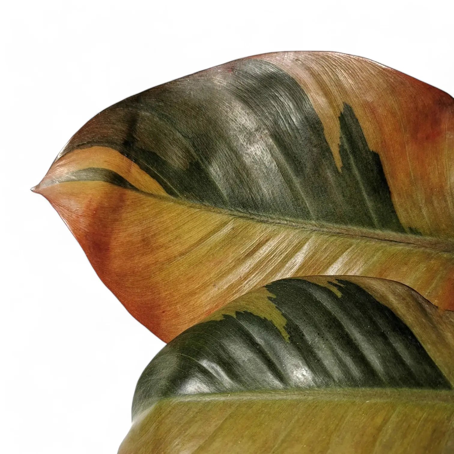 Philodendron 'Black Cardinal' variegata – Blattdetail vor weißem Hintergrund..