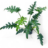Philodendron 'Bob Cee' potted plant in nursery pot on white background.