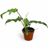 Philodendron 'Bob Cee' potted plant in nursery pot on white background.