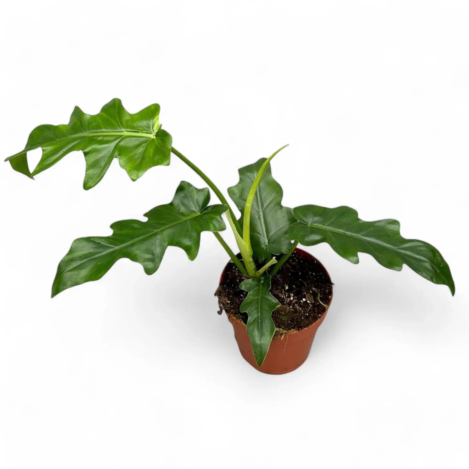 Philodendron 'Bob Cee' potted plant in nursery pot on white background.