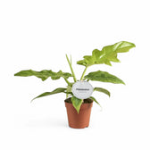philodendron bob cee care Philodendron 'Bob Cee' – Deeply Lobed Giant Climber