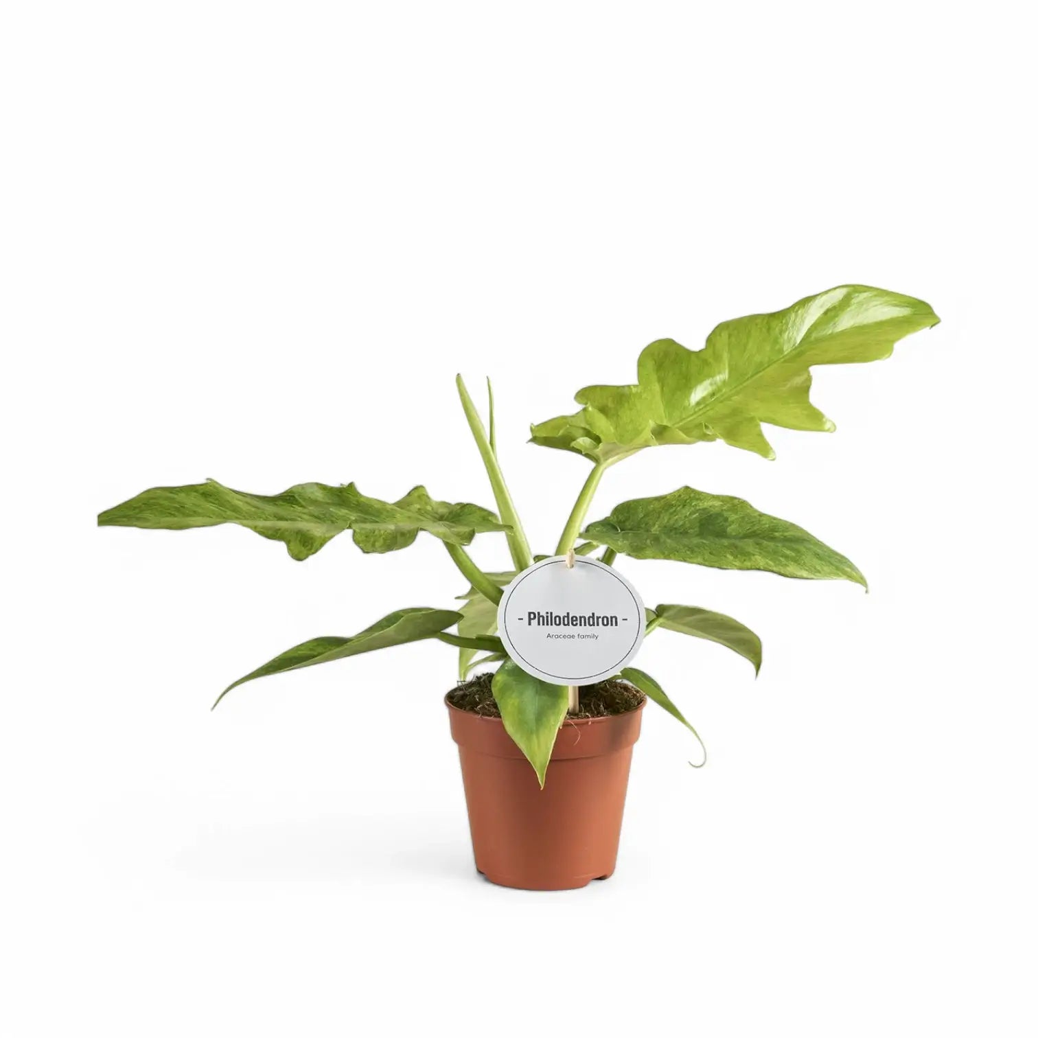 Philodendron 'Bob Cee' potted plant in nursery pot on white background.