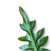 Philodendron 'Bob Cee' potted plant in nursery pot on white background.