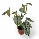 Philodendron brandtianum potted plant in nursery pot on white background.