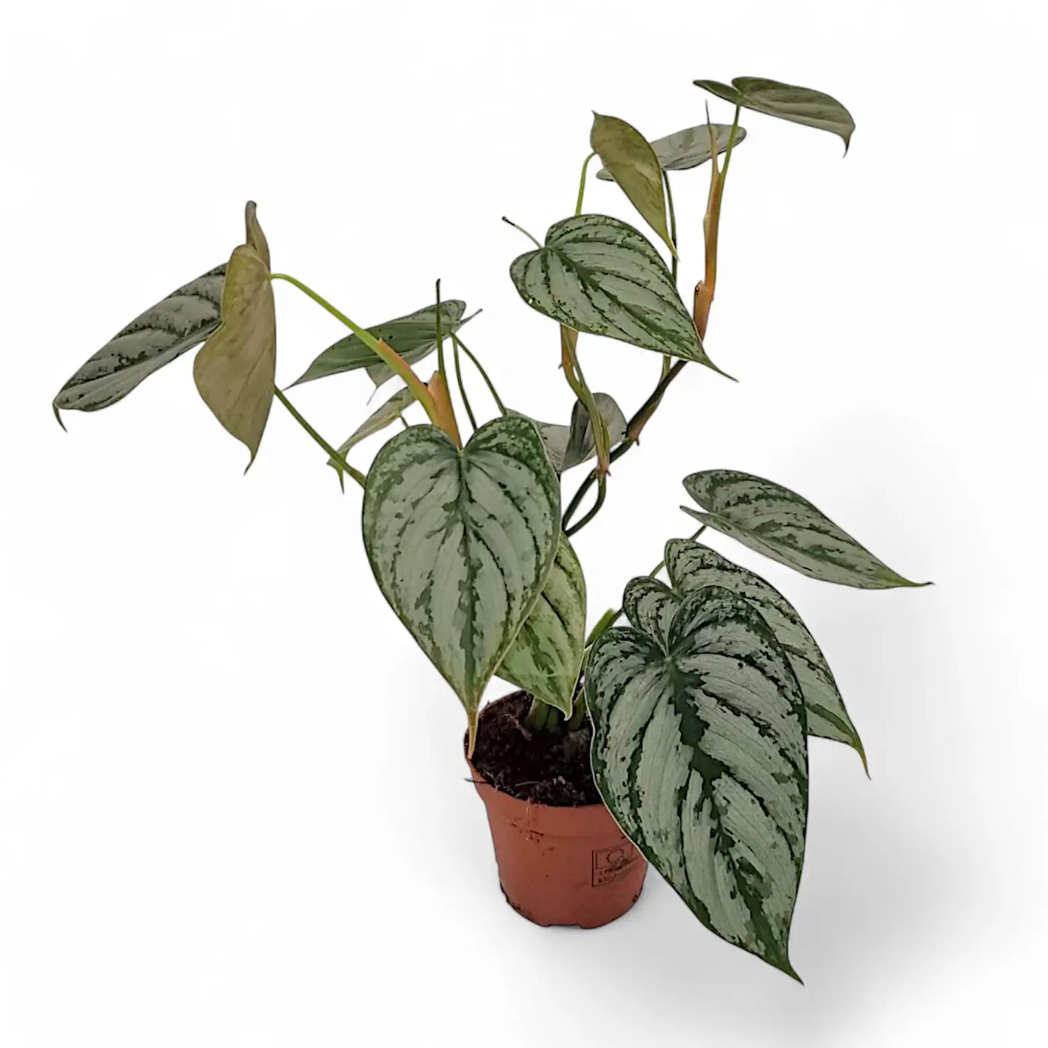 Philodendron brandtianum potted plant in nursery pot on white background.