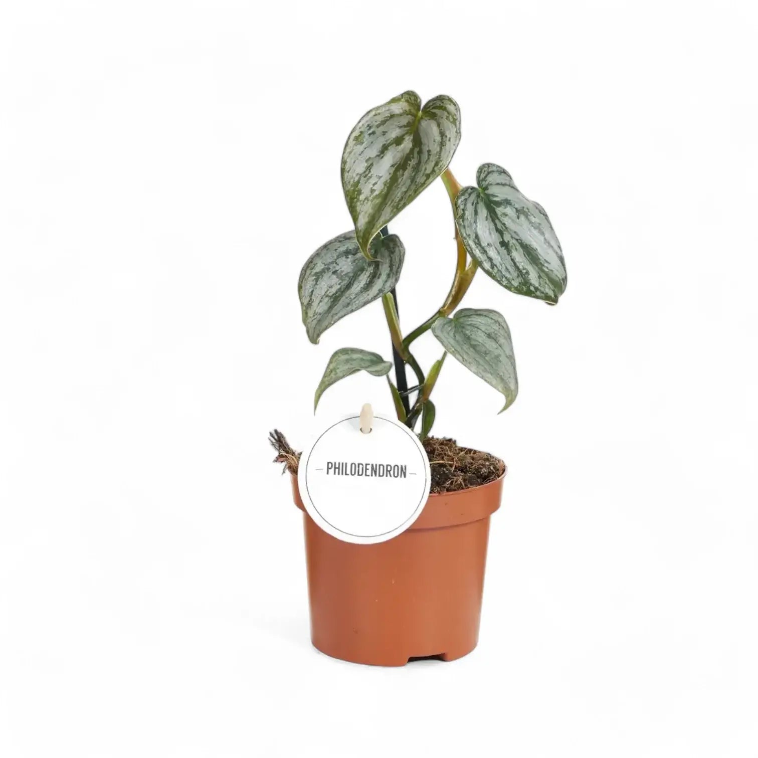 Philodendron brandtianum potted plant in nursery pot on white background.