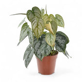 Philodendron brandtianum potted plant in nursery pot on white background.