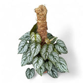 mature philodendron brantianum Philodendron brandtianum – Foliage Factory