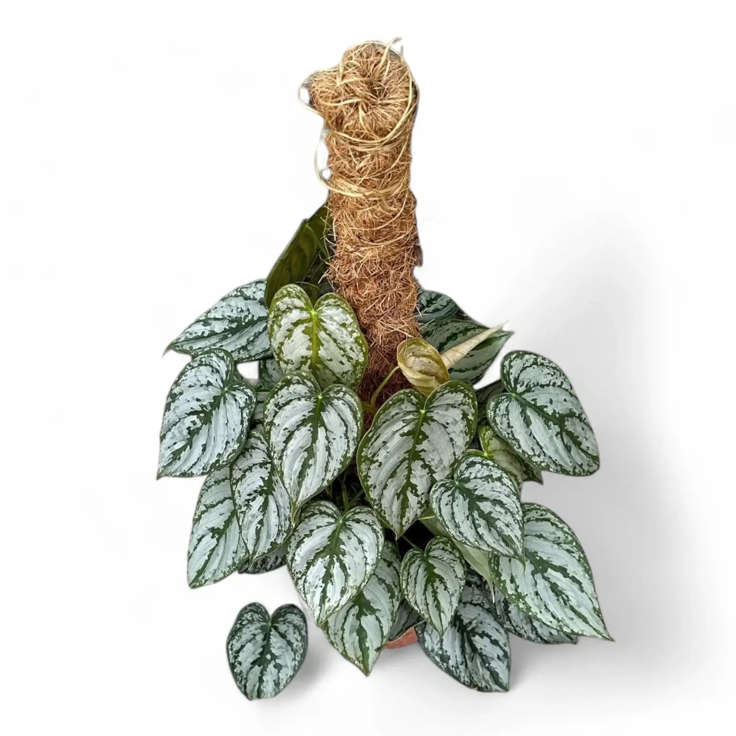Philodendron brandtianum potted plant in nursery pot on white background.