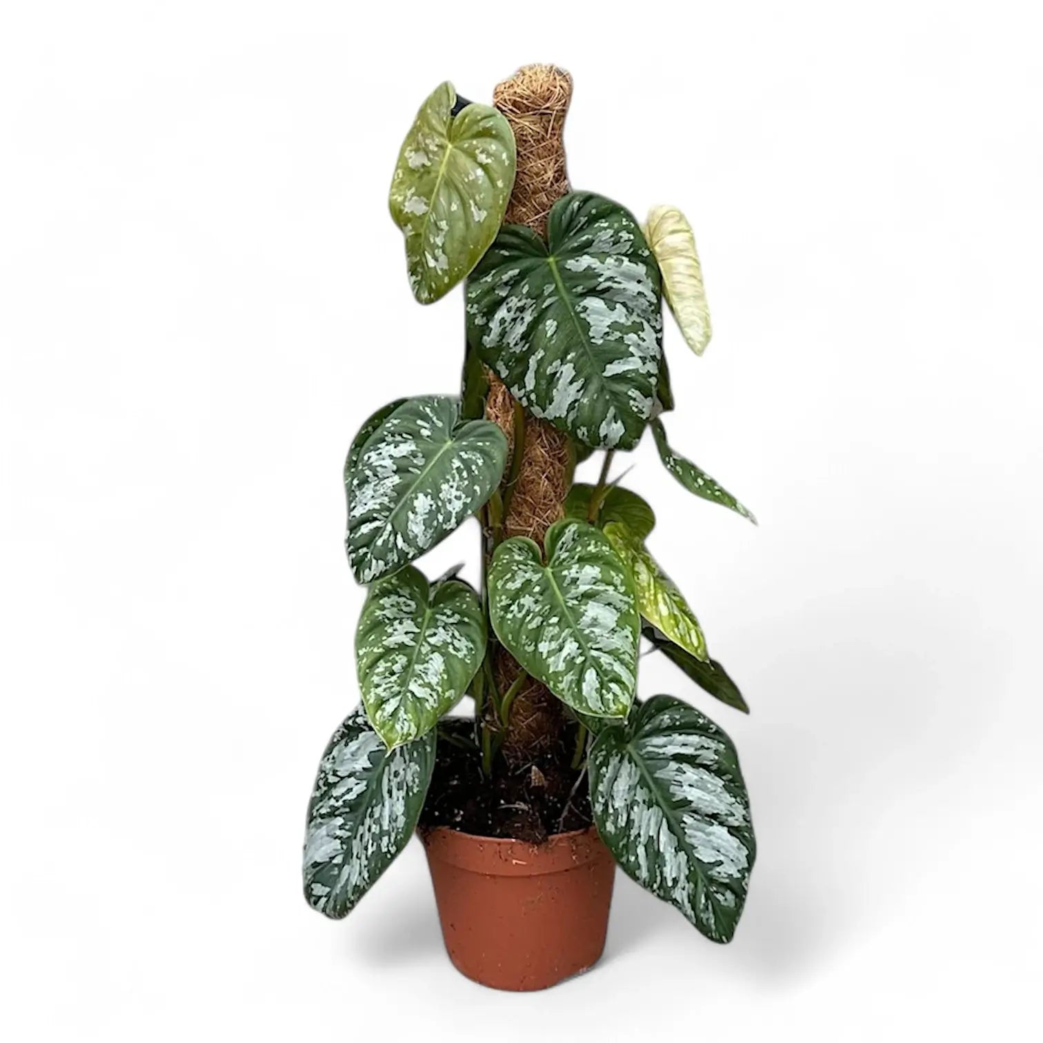 Philodendron brandtianum aff aka 'Wild Form' potted plant in nursery pot on white background.