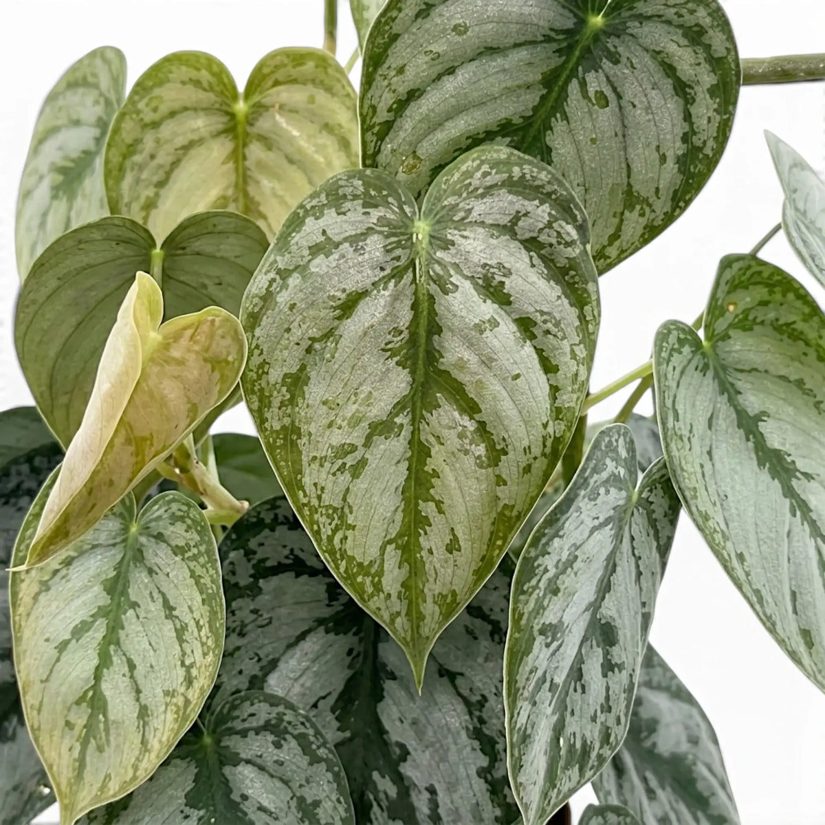Close-up of Philodendron brandtianum with a heart-shaped green leaf and broad silver markings
