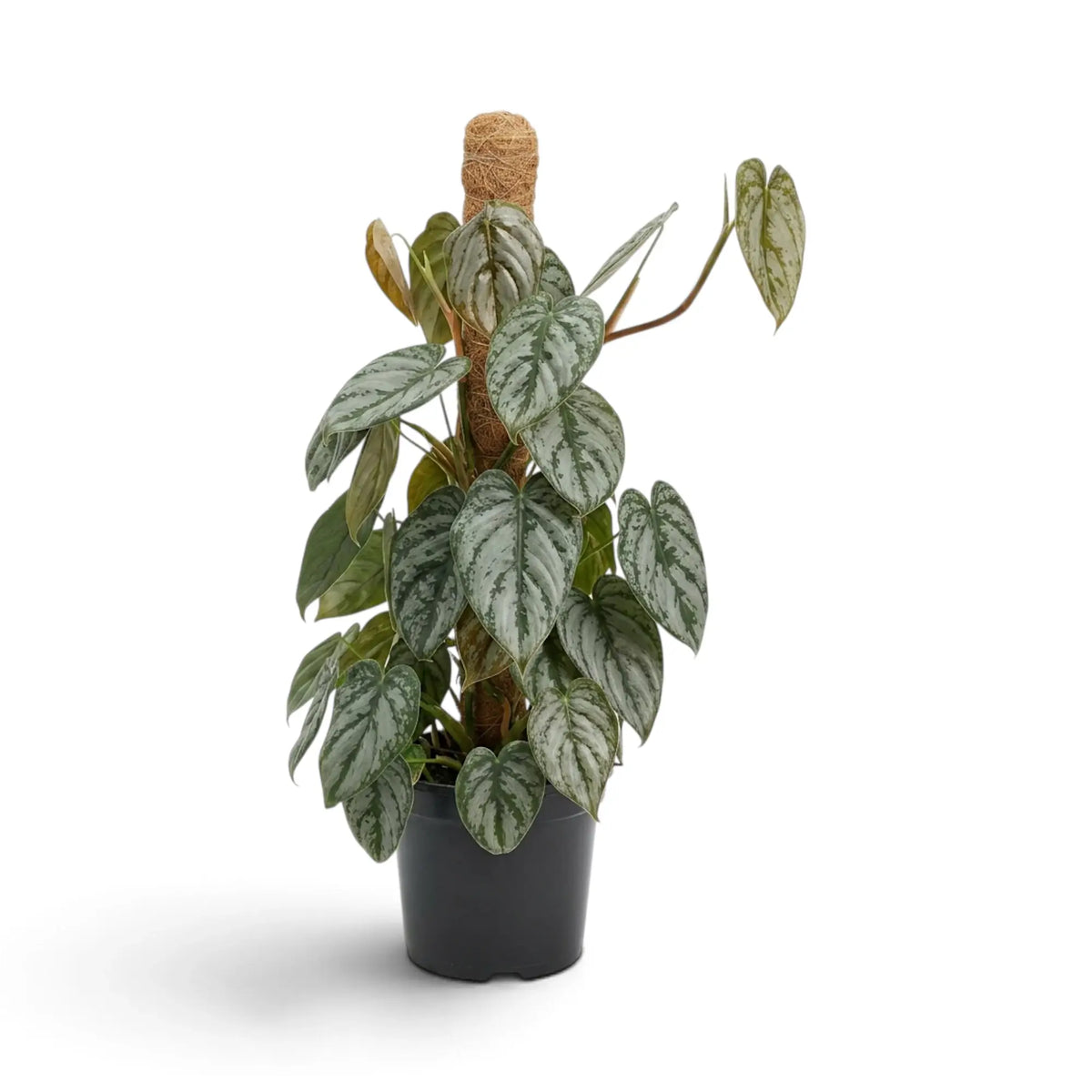 Large Philodendron brandtianum with heart-shaped green leaves and broad silver patterning