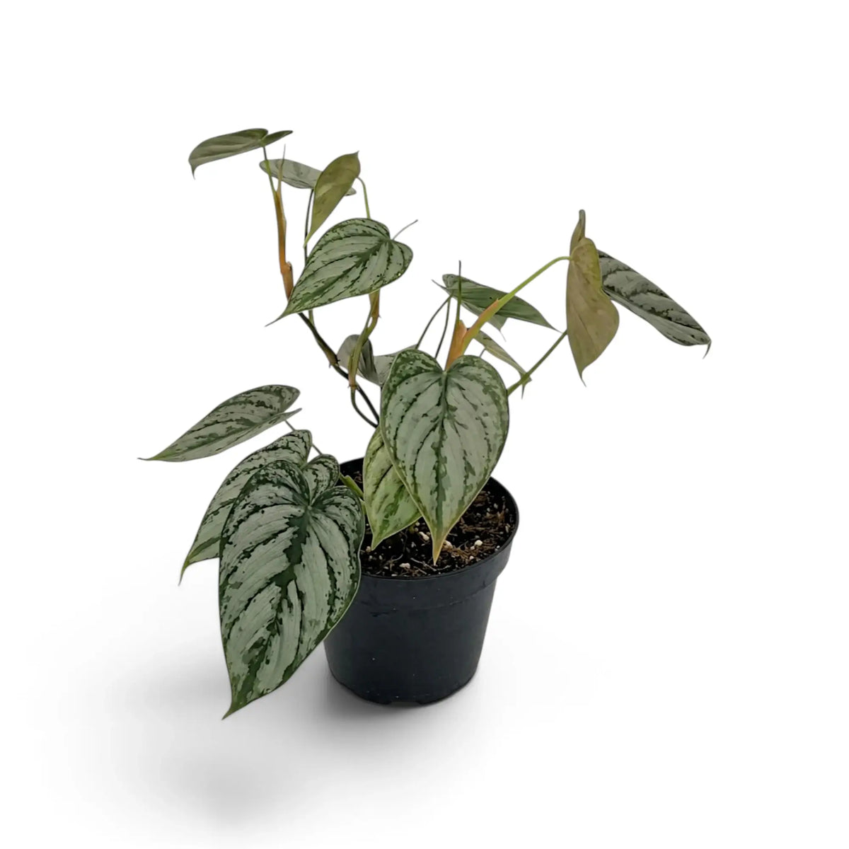 Medium Philodendron brandtianum with silver-splashed heart-shaped leaves on a compact vine
