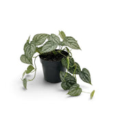 Medium Philodendron brandtianum in a nursery pot with heart-shaped green leaves and broad silver markings