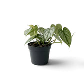 Full view of medium Philodendron brandtianum with silver-patterned heart-shaped foliage