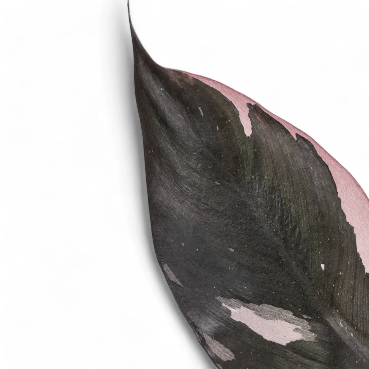 philodendron burgundy queen Philodendron Burgundy Princess