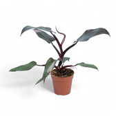 Philodendron 'Burgundy princess' potted plant in nursery pot on white background.