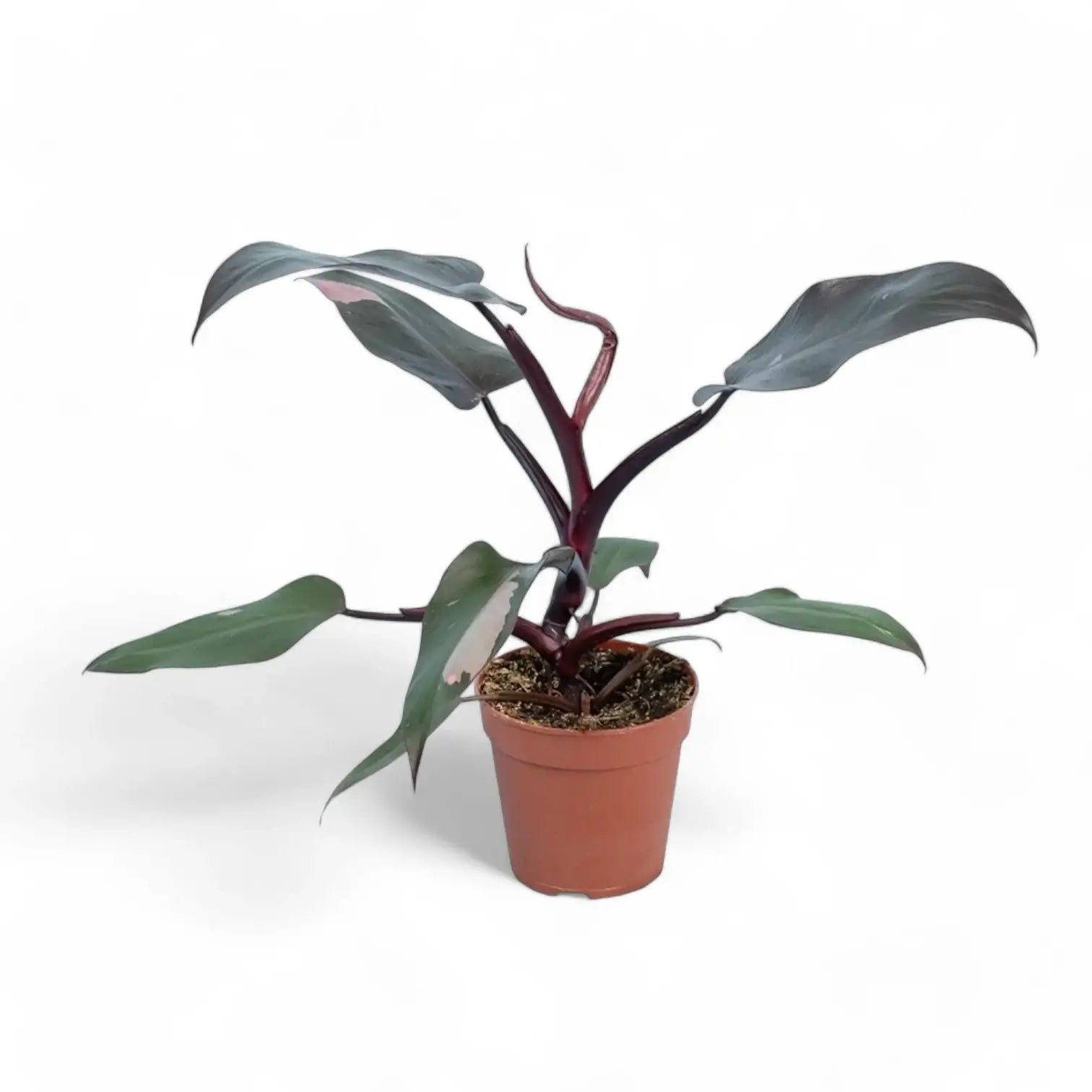 Philodendron 'Burgundy princess' potted plant in nursery pot on white background.