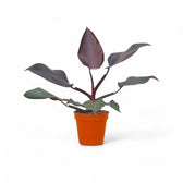 Philodendron 'Burgundy princess' potted plant in nursery pot on white background.