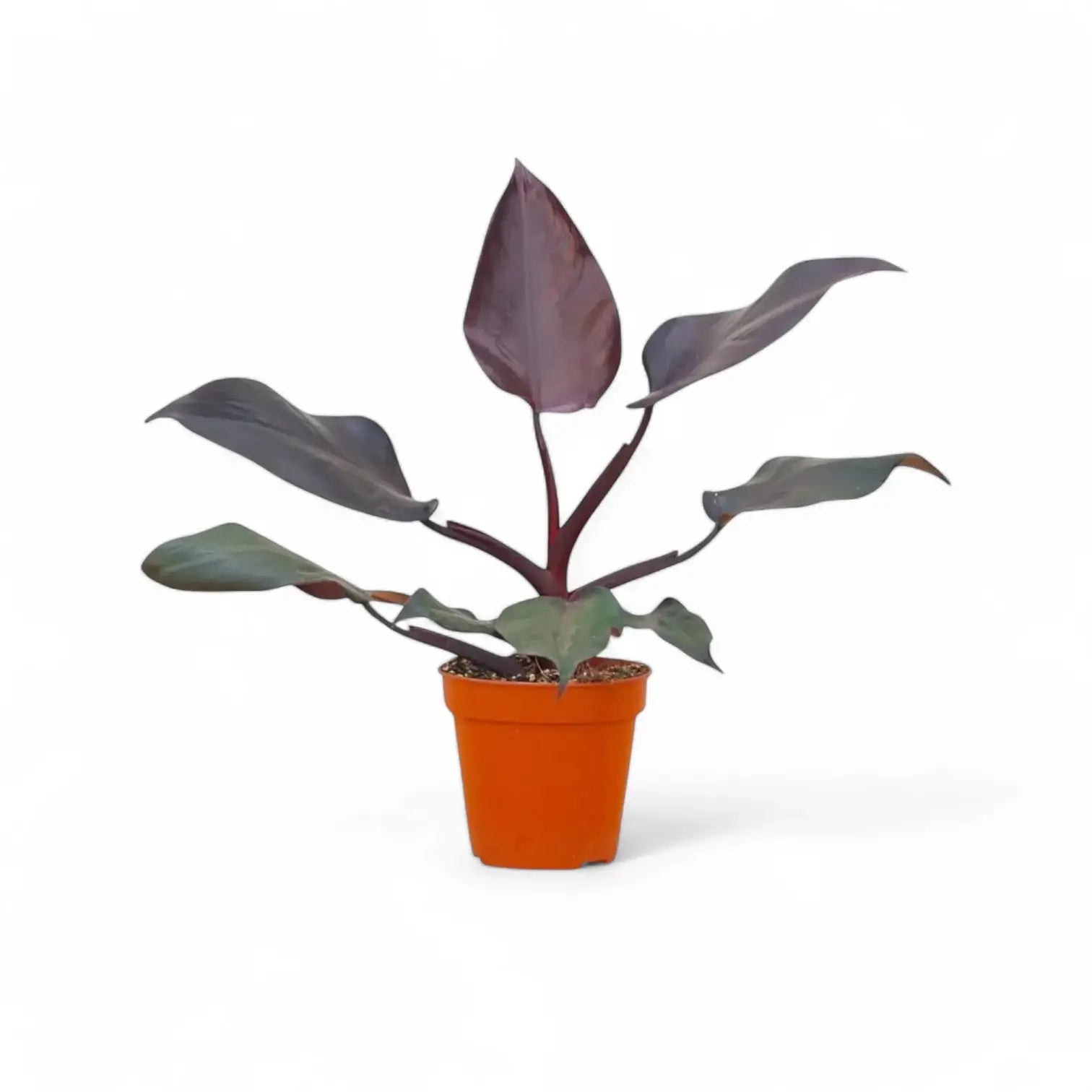 Philodendron 'Burgundy princess' potted plant in nursery pot on white background.