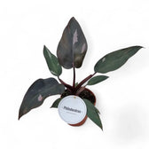Philodendron 'Burgundy princess' potted plant in nursery pot on white background.