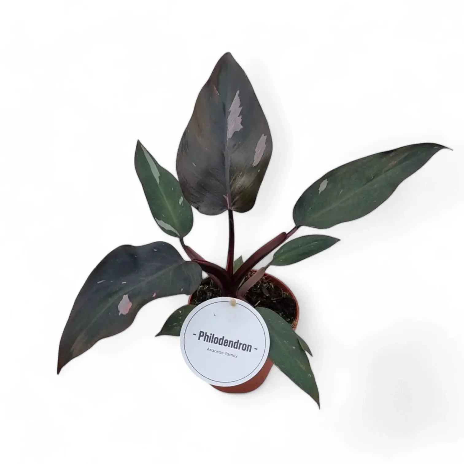 Philodendron 'Burgundy princess' potted plant in nursery pot on white background.