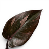 Nahaufnahme der Blätter von Philodendron 'Burgundy Princess'.